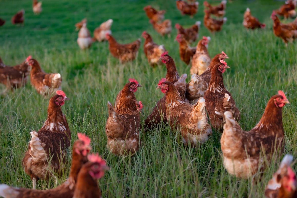 Field of chickens and roosters